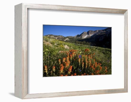 Meadow Wildflowers, Little Cottonwood Canyon, Albion Basin, Utah, USA-Charles Gurche-Framed Photographic Print