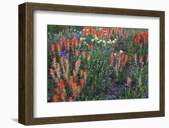 Meadow Wildflowers, Little Cottonwood Canyon, Albion Basin, Utah, USA-Charles Gurche-Framed Photographic Print