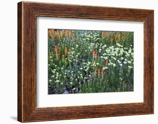 Meadow Wildflowers, Little Cottonwood Canyon, Albion Basin, Utah, USA-Charles Gurche-Framed Photographic Print