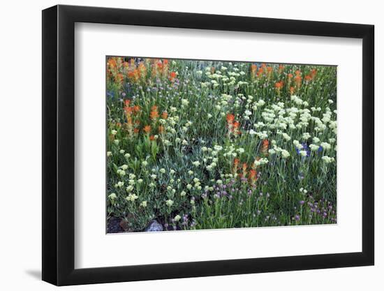 Meadow Wildflowers, Little Cottonwood Canyon, Albion Basin, Utah, USA-Charles Gurche-Framed Photographic Print