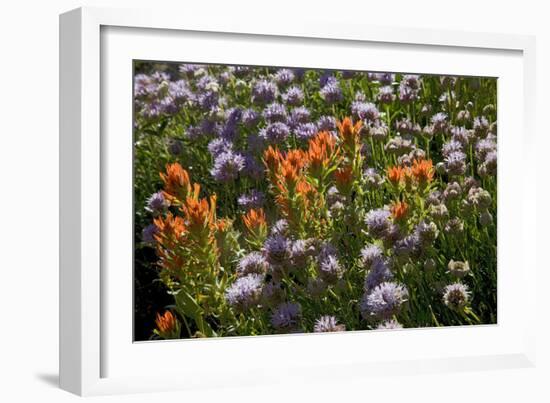 Meadow Wildflowers (Monardella Odoratissima), Albion Basin, Utah, USA-Charles Gurche-Framed Photographic Print