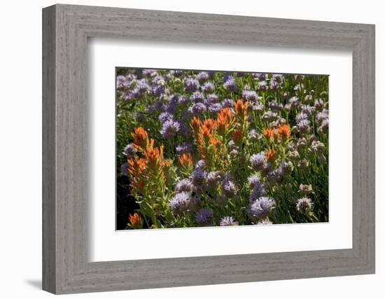 Meadow Wildflowers (Monardella Odoratissima), Albion Basin, Utah, USA-Charles Gurche-Framed Photographic Print
