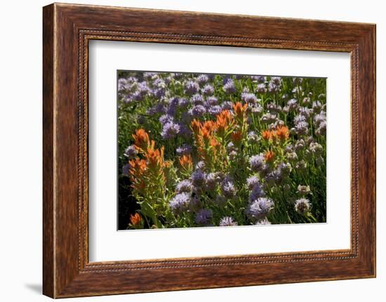 Meadow Wildflowers (Monardella Odoratissima), Albion Basin, Utah, USA-Charles Gurche-Framed Photographic Print