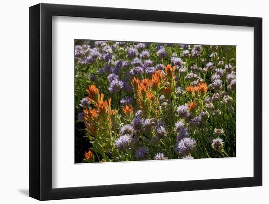 Meadow Wildflowers (Monardella Odoratissima), Albion Basin, Utah, USA-Charles Gurche-Framed Photographic Print