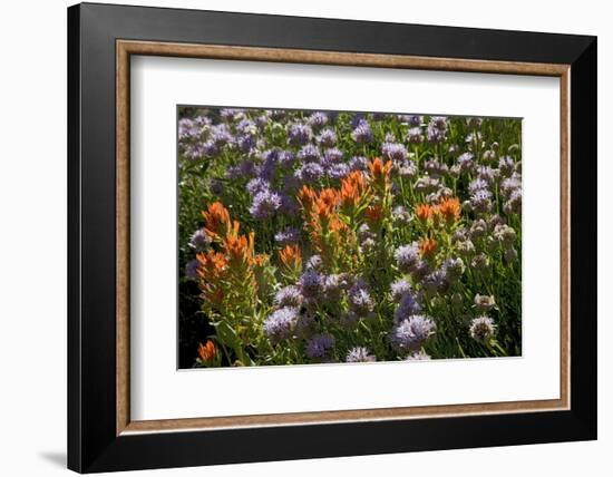 Meadow Wildflowers (Monardella Odoratissima), Albion Basin, Utah, USA-Charles Gurche-Framed Photographic Print