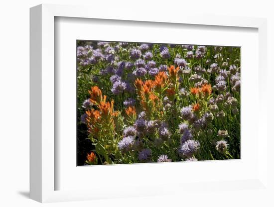 Meadow Wildflowers (Monardella Odoratissima), Albion Basin, Utah, USA-Charles Gurche-Framed Photographic Print