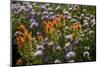 Meadow Wildflowers (Monardella Odoratissima), Albion Basin, Utah, USA-Charles Gurche-Mounted Photographic Print