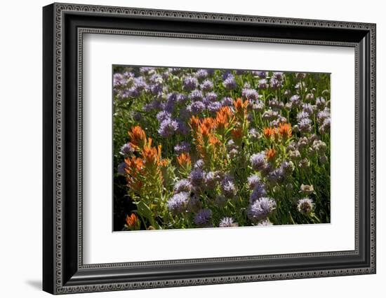 Meadow Wildflowers (Monardella Odoratissima), Albion Basin, Utah, USA-Charles Gurche-Framed Photographic Print