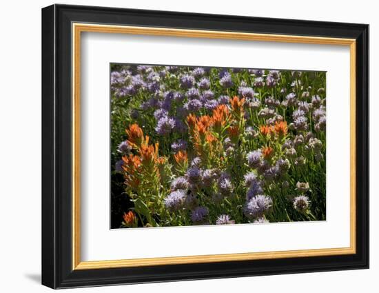 Meadow Wildflowers (Monardella Odoratissima), Albion Basin, Utah, USA-Charles Gurche-Framed Photographic Print