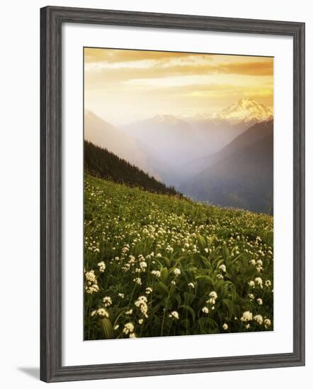 Meadow with helebore and sitka valerian on Green Mountain, Glacier Peak Wilderness, Washington, USA-Charles Gurche-Framed Photographic Print