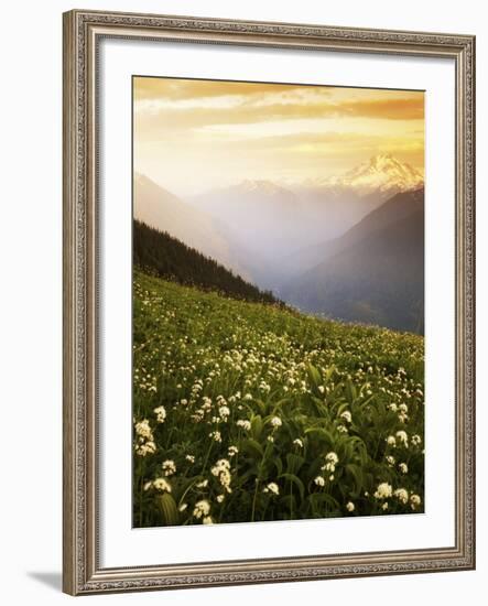 Meadow with helebore and sitka valerian on Green Mountain, Glacier Peak Wilderness, Washington, USA-Charles Gurche-Framed Photographic Print