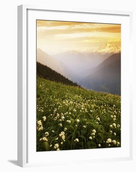 Meadow with helebore and sitka valerian on Green Mountain, Glacier Peak Wilderness, Washington, USA-Charles Gurche-Framed Photographic Print