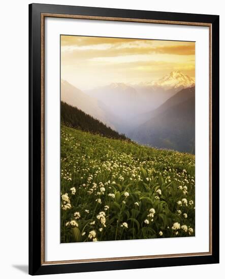 Meadow with helebore and sitka valerian on Green Mountain, Glacier Peak Wilderness, Washington, USA-Charles Gurche-Framed Photographic Print