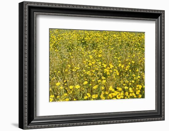 Meadow with Yellow Flowers in Summer, Rhoen Mountain Range, Hesse, Germany-Raimund Linke-Framed Photographic Print
