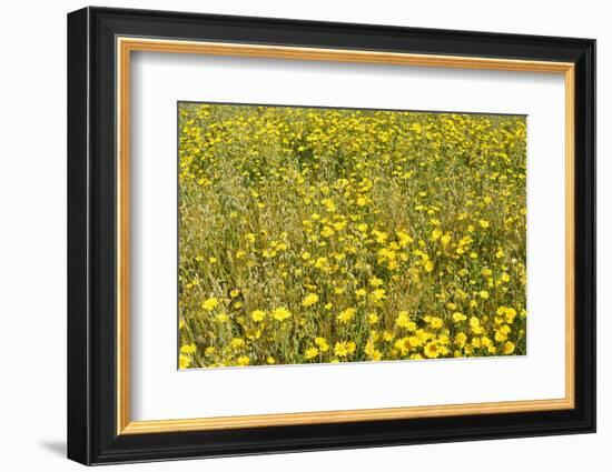 Meadow with Yellow Flowers in Summer, Rhoen Mountain Range, Hesse, Germany-Raimund Linke-Framed Photographic Print