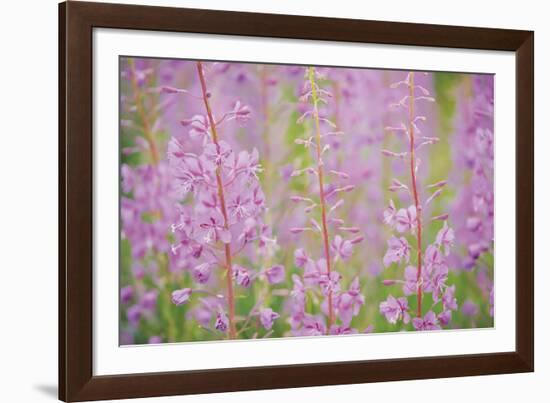 Meadow Wonder-Staffan Widstrand-Framed Giclee Print