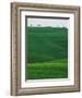Meadows and cypresse in the Tuscany-Roland Gerth-Framed Photographic Print