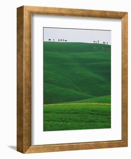 Meadows and cypresse in the Tuscany-Roland Gerth-Framed Photographic Print