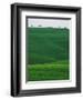 Meadows and cypresse in the Tuscany-Roland Gerth-Framed Photographic Print