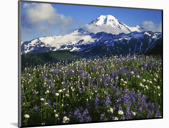 Meadows, Mt. Baker Snoqualmie National Forest, Washington, USA-Charles Gurche-Mounted Photographic Print