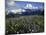 Meadows, Mt. Baker Snoqualmie National Forest, Washington, USA-Charles Gurche-Mounted Photographic Print