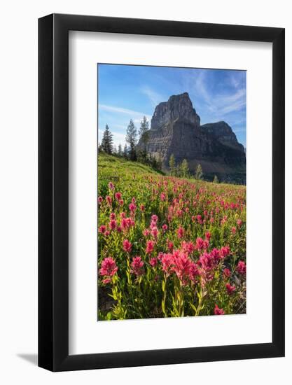 Meadows of red paintbrush wildflowers at Boulder Pass. Glacier National Park-Alan Majchrowicz-Framed Photographic Print