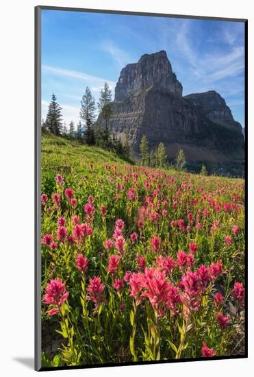 Meadows of red paintbrush wildflowers at Boulder Pass. Glacier National Park-Alan Majchrowicz-Mounted Photographic Print