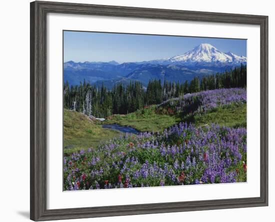 Meadows with Mt. Rainier in distance, Washington Mt. Adams Wilderness, USA-Charles Gurche-Framed Photographic Print
