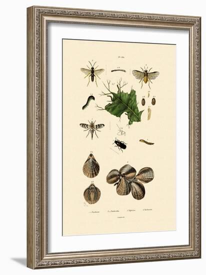 Mealworm Beetle, 1833-39-null-Framed Giclee Print