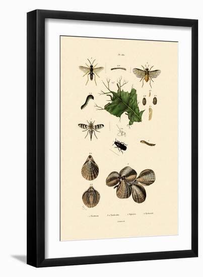 Mealworm Beetle, 1833-39-null-Framed Giclee Print