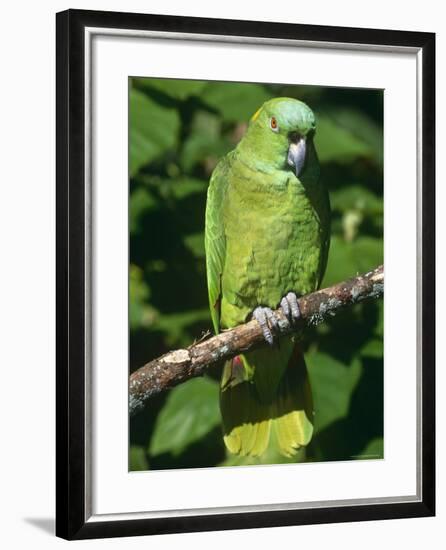 Mealy Amazon Parrot-Lynn M. Stone-Framed Photographic Print