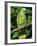 Mealy Amazon Parrot-Lynn M. Stone-Framed Photographic Print