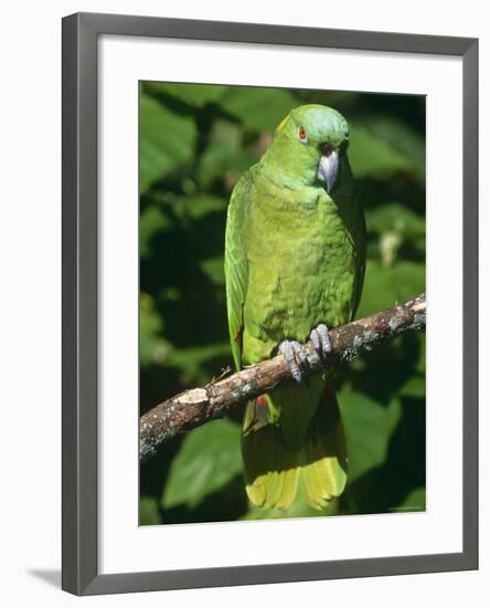 Mealy Amazon Parrot-Lynn M. Stone-Framed Photographic Print