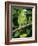 Mealy Amazon Parrot-Lynn M. Stone-Framed Photographic Print