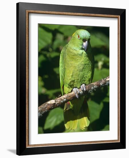 Mealy Amazon Parrot-Lynn M. Stone-Framed Photographic Print