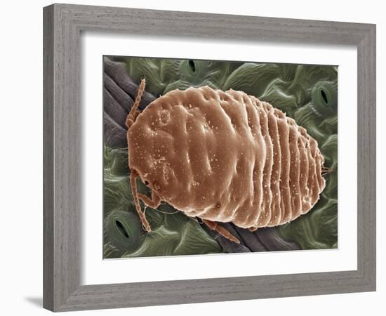 Mealy Bug, SEM-Steve Gschmeissner-Framed Photographic Print