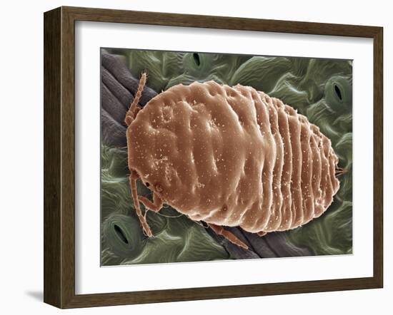 Mealy Bug, SEM-Steve Gschmeissner-Framed Photographic Print