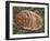 Mealy Bug, SEM-Steve Gschmeissner-Framed Photographic Print