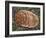 Mealy Bug, SEM-Steve Gschmeissner-Framed Photographic Print