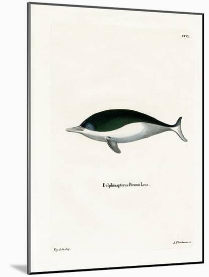 Mealy-Mouthed Porpoise-null-Mounted Giclee Print