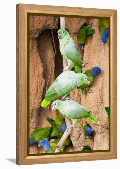 Mealy Parrots at Clay-Lick-Howard Ruby-Framed Premier Image Canvas