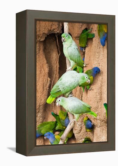 Mealy Parrots at Clay-Lick-Howard Ruby-Framed Premier Image Canvas