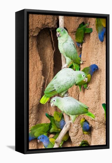 Mealy Parrots at Clay-Lick-Howard Ruby-Framed Premier Image Canvas