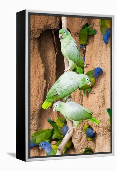 Mealy Parrots at Clay-Lick-Howard Ruby-Framed Premier Image Canvas