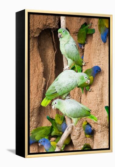 Mealy Parrots at Clay-Lick-Howard Ruby-Framed Premier Image Canvas