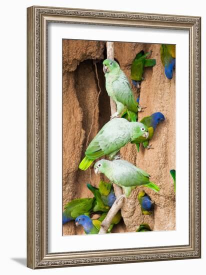 Mealy Parrots at Clay-Lick-Howard Ruby-Framed Photographic Print