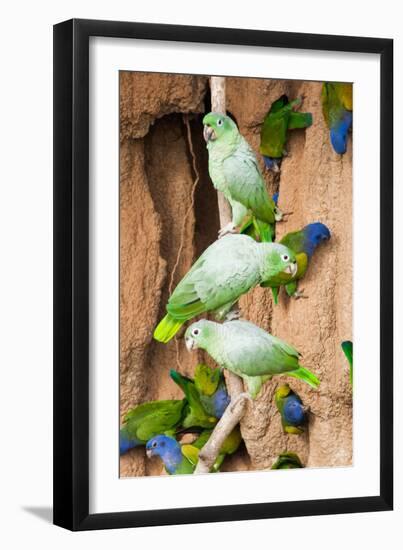 Mealy Parrots at Clay-Lick-Howard Ruby-Framed Photographic Print