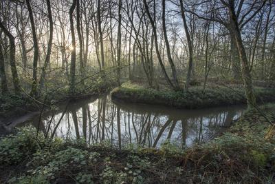 Meander In Small Rivulet Groot Schietveld Wuustwezel Belgium April 2017 Photographic Print Bernard Castelein Art Com