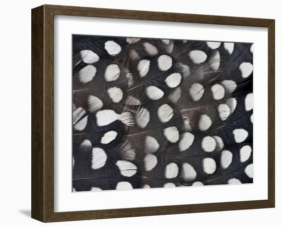 Mearns Quail White Spotted Black Feathers-Darrell Gulin-Framed Photographic Print