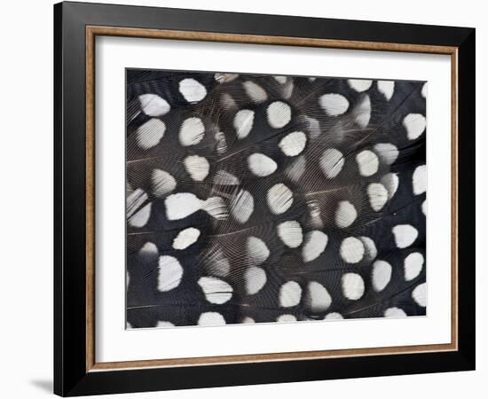 Mearns Quail White Spotted Black Feathers-Darrell Gulin-Framed Photographic Print